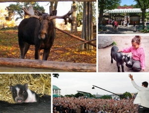 skansen-stockholms-djurpark